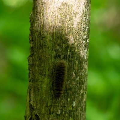 Amata phegea (běloskvrnáč pampeliškový), Šumbera