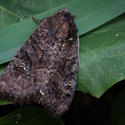 Mesapamea secalis/secalella (šedavka/přehlížená), Žebětín