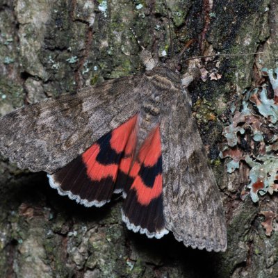 Catocala nupta (stužkonoska olšová), Žebětín