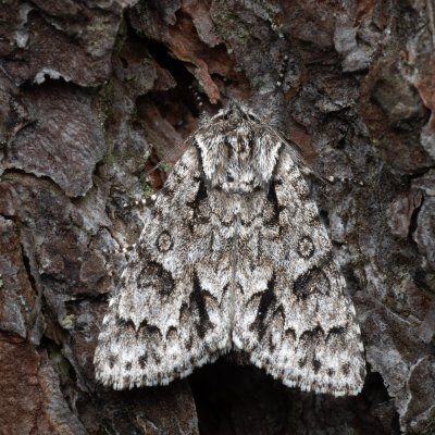 Acronicta auricoma (šípověnka jívová), NPR Radostínské rašeliniště