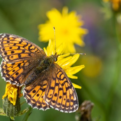 Brenthis ino (perleťovec kopřivový), SK, Štôla