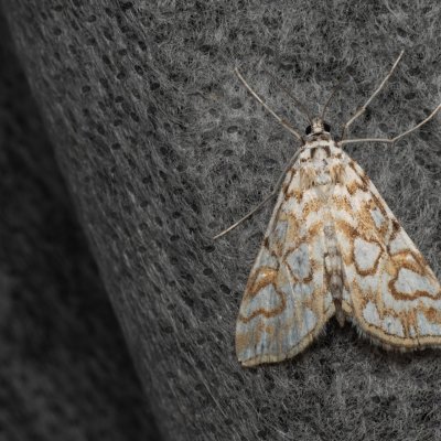 Elophila nymphaeata (vílenka leknínová), PP Střelická bažinka