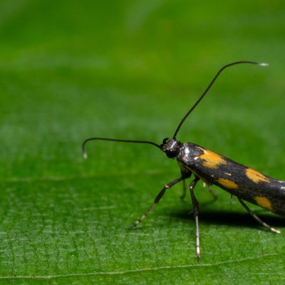 Euspilapteryx auroguttella (-), Kateřinská jeskyně