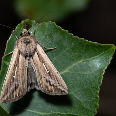 Mythimna l-album (plavokřídlec bílé L), Bratčice