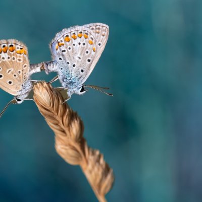 Polyommatus icarus (modrásek jehlicový), HR, Lukovo