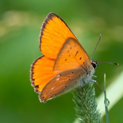 Lycaena virgaureae (ohniváček celíkový), SK, Štôla