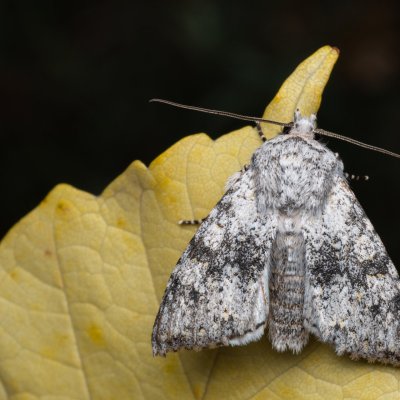 Polymixis xanthomista (pestroskvrnka podzimní), lom Perná