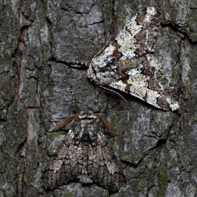 Biston strataria (drsnokřídlec lipový), Kývalka
