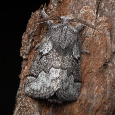 Trichiura crataegi, (bourovec hlohový), PP Černice