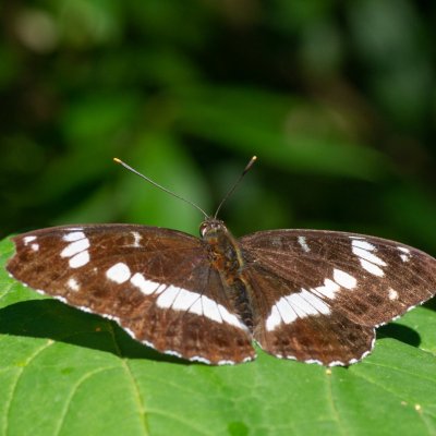 Limenitis camilla (bělopásek dvouřadý), Hády