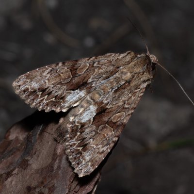 Apamea monoglypha (šedavka trávová), NPP Stránská skála