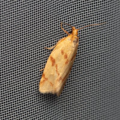 Clepsis pallidana (obaleč pelyňkový), PP Pánov