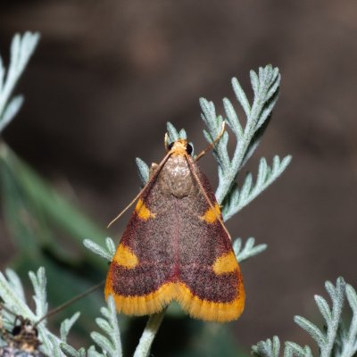 Hypsopygia costalis (zavíječ senomilný), NPP Pouzdřanská step - Kolby
