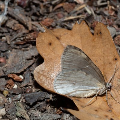 Epirrita sp., Žebětín