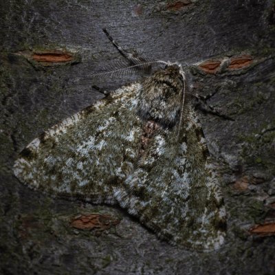 Phigalia pilosaria (drsnokřídlec hrušňový), PR Kamenný vrch