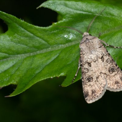 Agrotis segetum (osenice polní), PP Augšperský potok