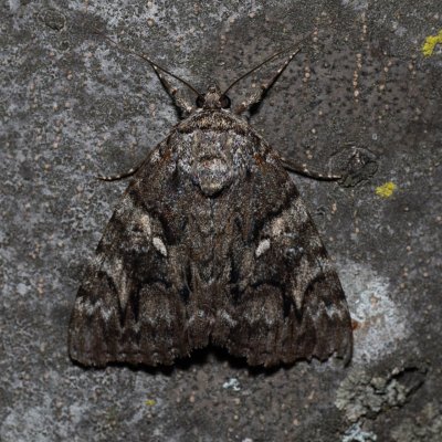 Catocala dilecta (stužkonoska plachá), HR, Jablanac