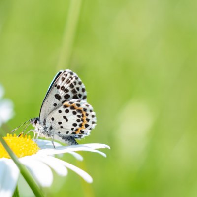 Scolitantides orion (modrásek rozchodníkový), zřícenina hradu Sion, Chlístovice