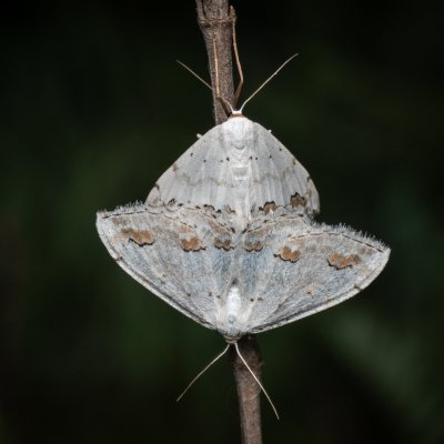 Scopula ornata (vlnopásník okrášlený), NPP Pouzdřanská step - Kolby