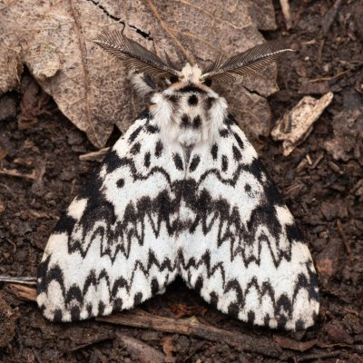 Lymantria monacha (bekyně mniška), NPP Jeskyně Pekárna