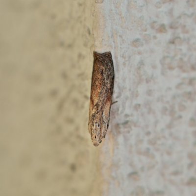 Aphomia sociella (zavíječ cizopasný), Žebětín