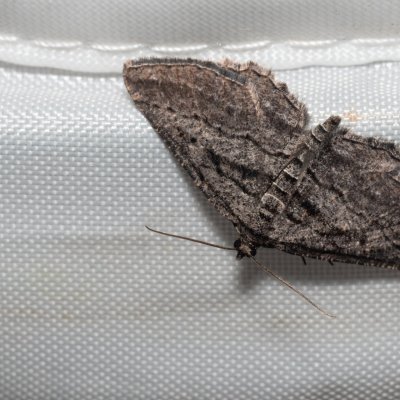 Rhoptria asperaria (-), GR, Arakli, Korfu