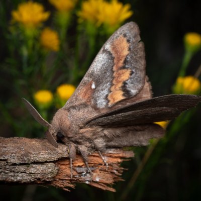 Dendrolimus pini (bourovec borový), PP Černice