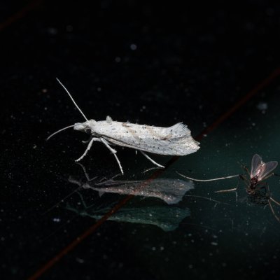Ypsolopha persicella (člunkovec meruňkový), PR Kamenný vrch