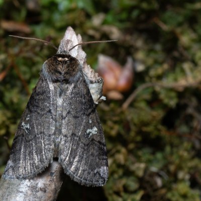 Tethea or (můřice obecná), Žebětín