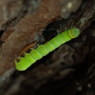 Pseudoips prasinana (zeleněnka buková), Věžické údolí