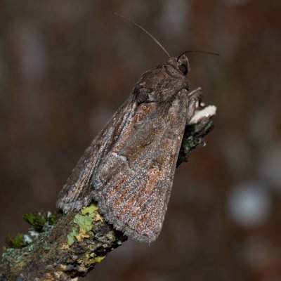 Thalpophila matura (blýskavka travní), PR U Brněnky