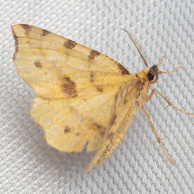 Therapis flavicaria (zejkovec žlutý), NPR Děvín