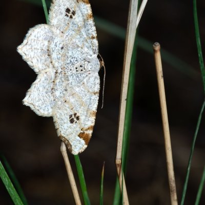 Macaria notata (kropenatec březový), Podkomorské lesy, Kopeček