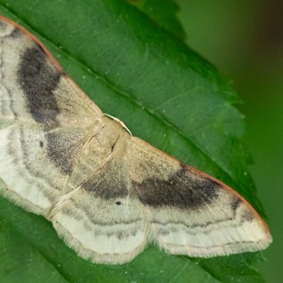 Idaea degeneraria (žlutokřídlec proměnlivý), Hády