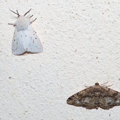 Spilosoma lubricipeda (přástevník mátový), Parectropis similaria (různorožec lískový), SK, Súľov-Hradná