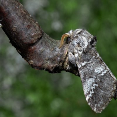 Drymonia ruficornis (hřbetozubec dubový), Žebětín
