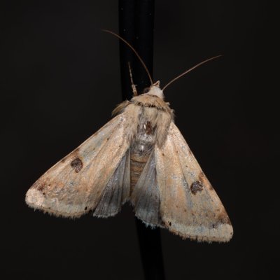 Heliothis peltigera (černopáska stěhovavá), HR, Jablanac