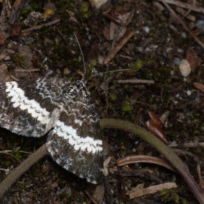 Spargania luctuata (píďalka vrbovková), PP Pohoří na Šumavě