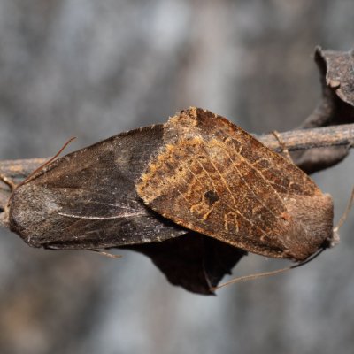 Conistra vaccinii (zimovnice brusnicová), Hády - odkaliště