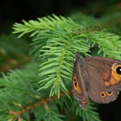 Lasiommata maera (okáč ječmínkový), SK, Štôla