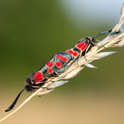 Zygaena carniolica (vřetenuška ligrusová), PR Kamenný vrch