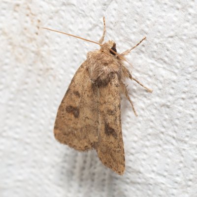 Caradrina morpheus (blýskavka kopřivová), NS Bučín