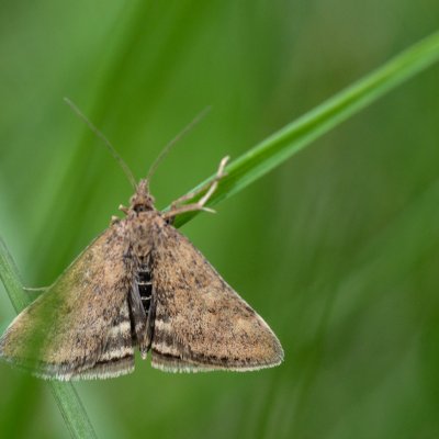 Pyrausta despicata (zavíječ stepní), PP Kozének