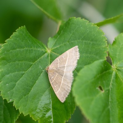 Trisateles emortualis (žlutavka běločárná), Žebětín
