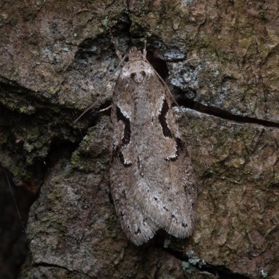 Semioscopis steinkellneriana (-), NS Bučín