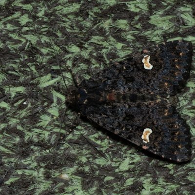 Melanchra persicariae (můra černá), IT, San Leonardo, Jižní Tyrolsko