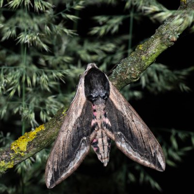 Sphinx ligustri (lišaj šeříkový), Hrabětice
