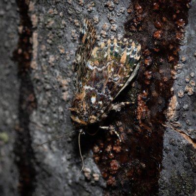 Callopistria latreillei (-), HR, Jablanac