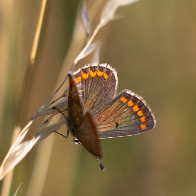 Aricia agestis (modrásek tmavohnědý), Žebětín