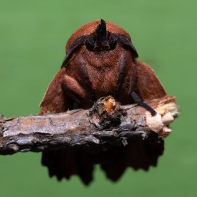 Gastropacha quercifolia (bourovec ovocný), SK, Štôla